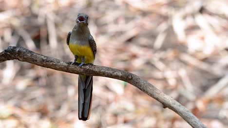 the orange-breasted trogon is a confiding medium size bird found in thailand