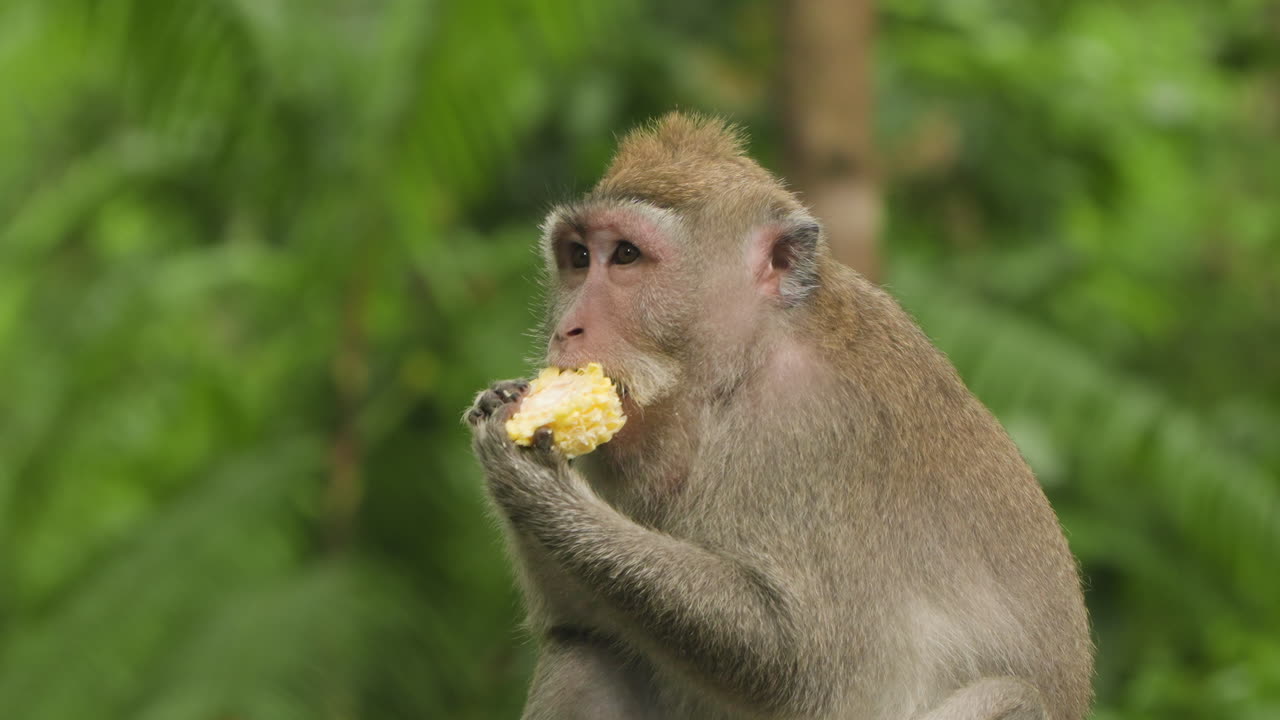macaque de cola larga comiendo maíz en el santuario del bosque sagrado de monos en ubud, indonesia