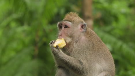인도네시아 우부드 (ubud) 에 있는 신성한 원이 숲 보호구역 에서 옥수수 를 먹는 긴 리 마카크