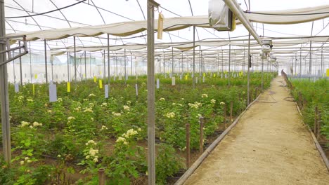 el proceso de regar las flores en el invernadero.