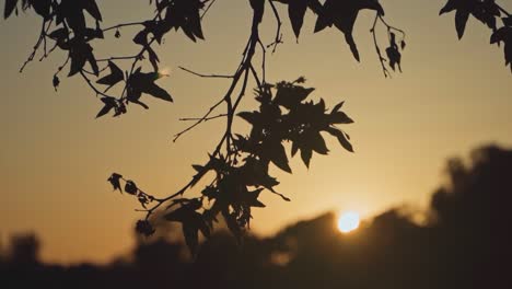 experience the tranquil beauty of dawn with this stunning footage of a sunrise captured through tree branches