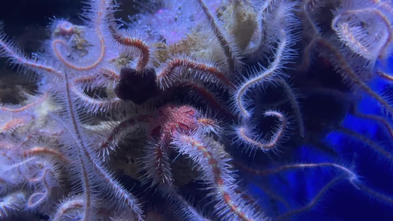 estrellas quebradizas también conocidas como "estrellas serpiente" moviendo sus patas bajo el agua