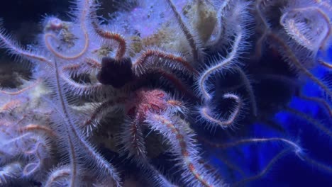 Brittle-stars-also-known-as-"serpent-stars"-moving-its-legs-underwater