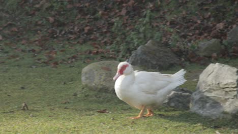 Red-billed-duck