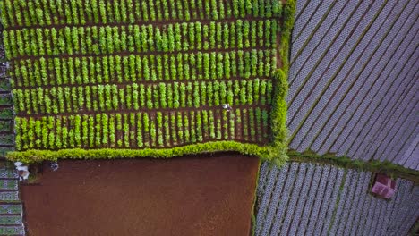 toma ascendente de arriba hacia abajo del agricultor rociando pesticidas en el cultivo de frutas y verduras