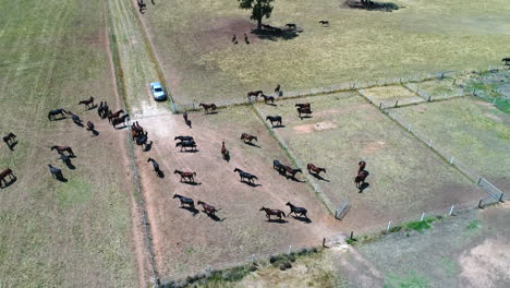 drone se levanta sobre los caballos en el rancho