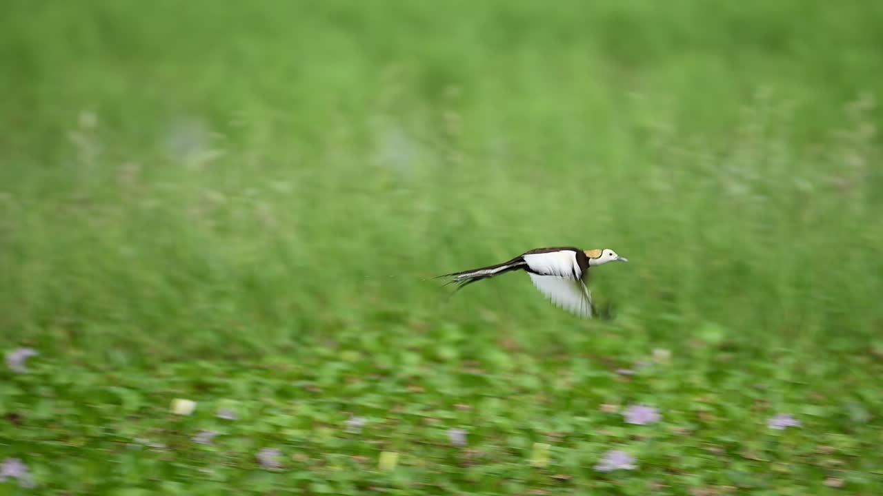 Jacana takes flight from floating leaves in calm tropical pond