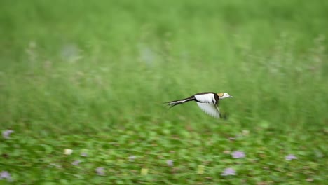 jacana takes flight from floating leaves in calm tropical pond