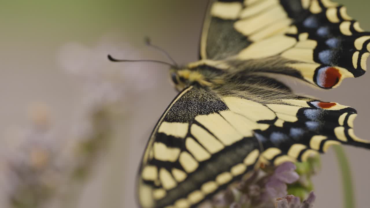 Scatto macro di una farfalla macaone appena schiusa su lavanda