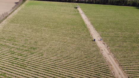 Aerial shot of a corn agricultural field Many rows of small, young newly sprouted corn plants