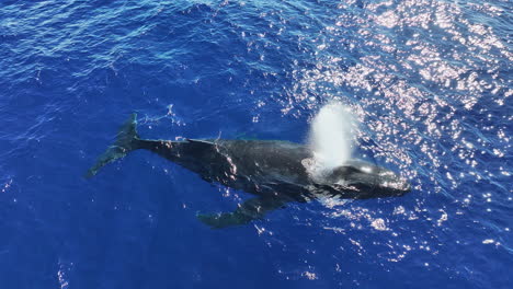 humpback whale in the ocean