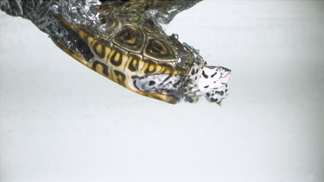 tortuga zambullirse en agua cámara lenta fondo blanco