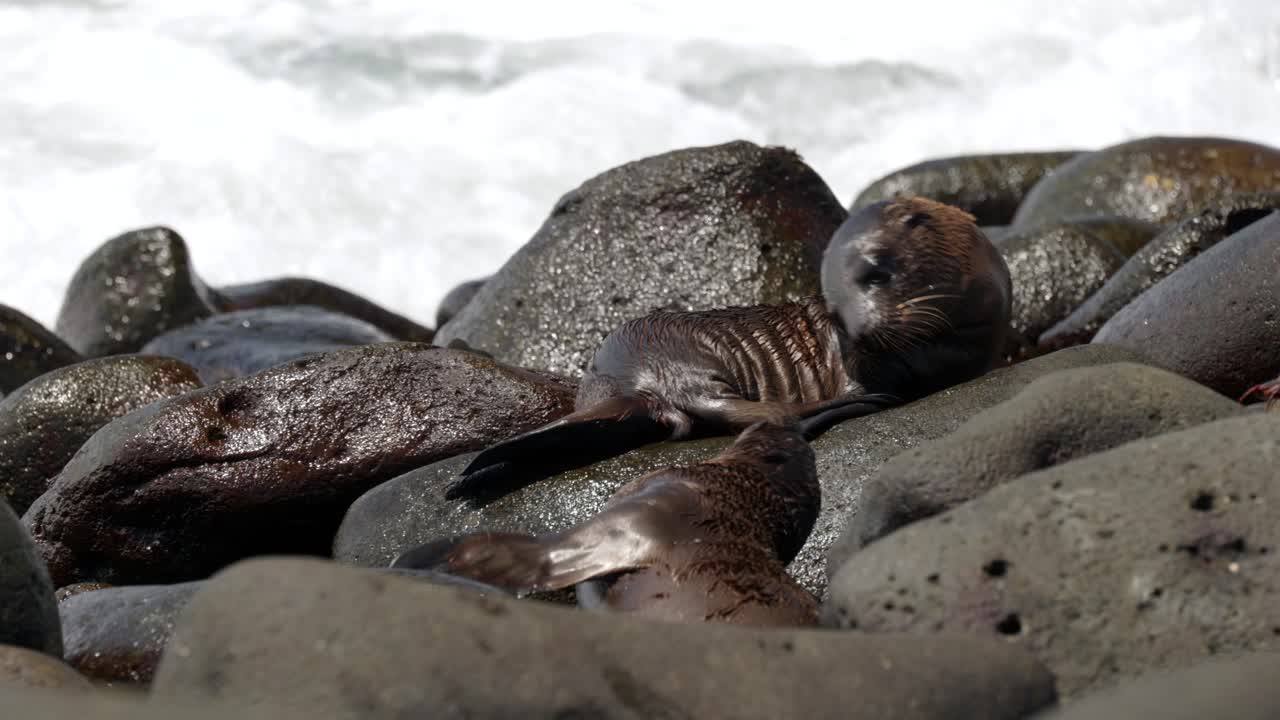 Two young Gal&aacute;pagos sea lions play fight on a bouldery beach as waves crash over the rocks, on North Seymour Island, in the Gal&aacute;pagos Islands, Ecuador