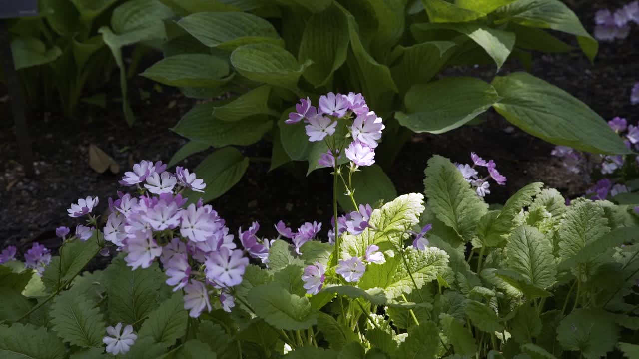 grupo de pequeñas flores moradas junto a un arbusto verde