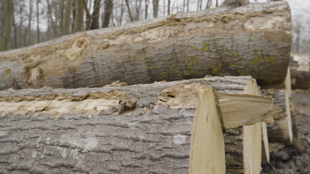 Stack Of Sawn Logs Of Trees In The Forest - close up
