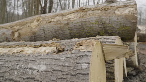 Stapel-Gesägter-Baumstämme-Im-Wald---Nahaufnahme