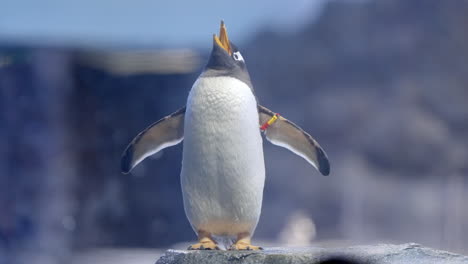 Gentoo-penguin-at-Bird-Paradise-in-Mandai,-Singapore