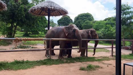 two elephants standing behind a fence in an elephant sanctuary