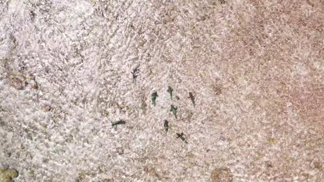 Aerial-top-down-overview-of-parrotfish-school-swimming-in-shimmering-water-eating-coral