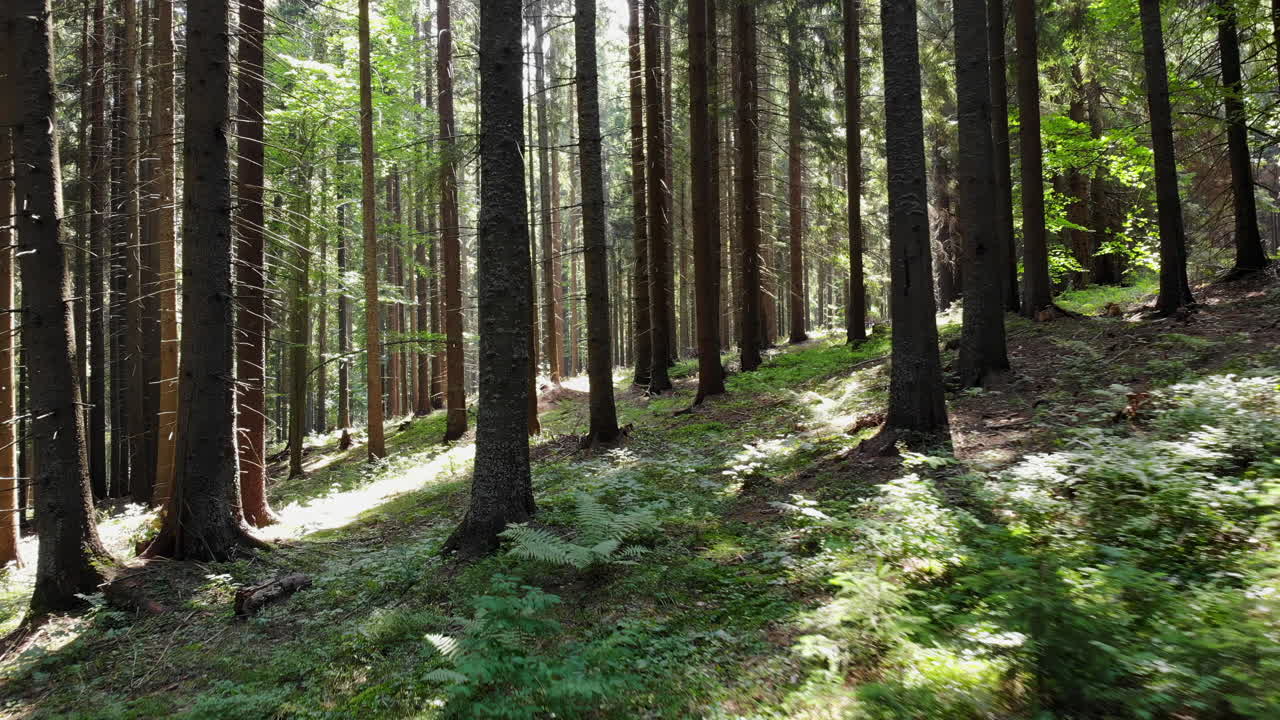 Enjoy a peaceful stroll in a lush forest, where tall trees create a canopy above and sunlight dances on the forest floor. Experience nature's beauty and calm
