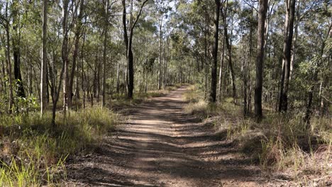 handheld footage of fire break trails in nerang national park, gold coast, queensland, australia