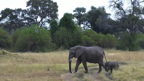 baby elephant and its mother crossing a vehicle track in botswana