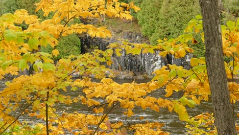 Las-Hojas-Amarillas-Brillantes-De-Un-árbol-En-Otoño-Dejan-Suficiente-Espacio-Para-Mirar-A-Través