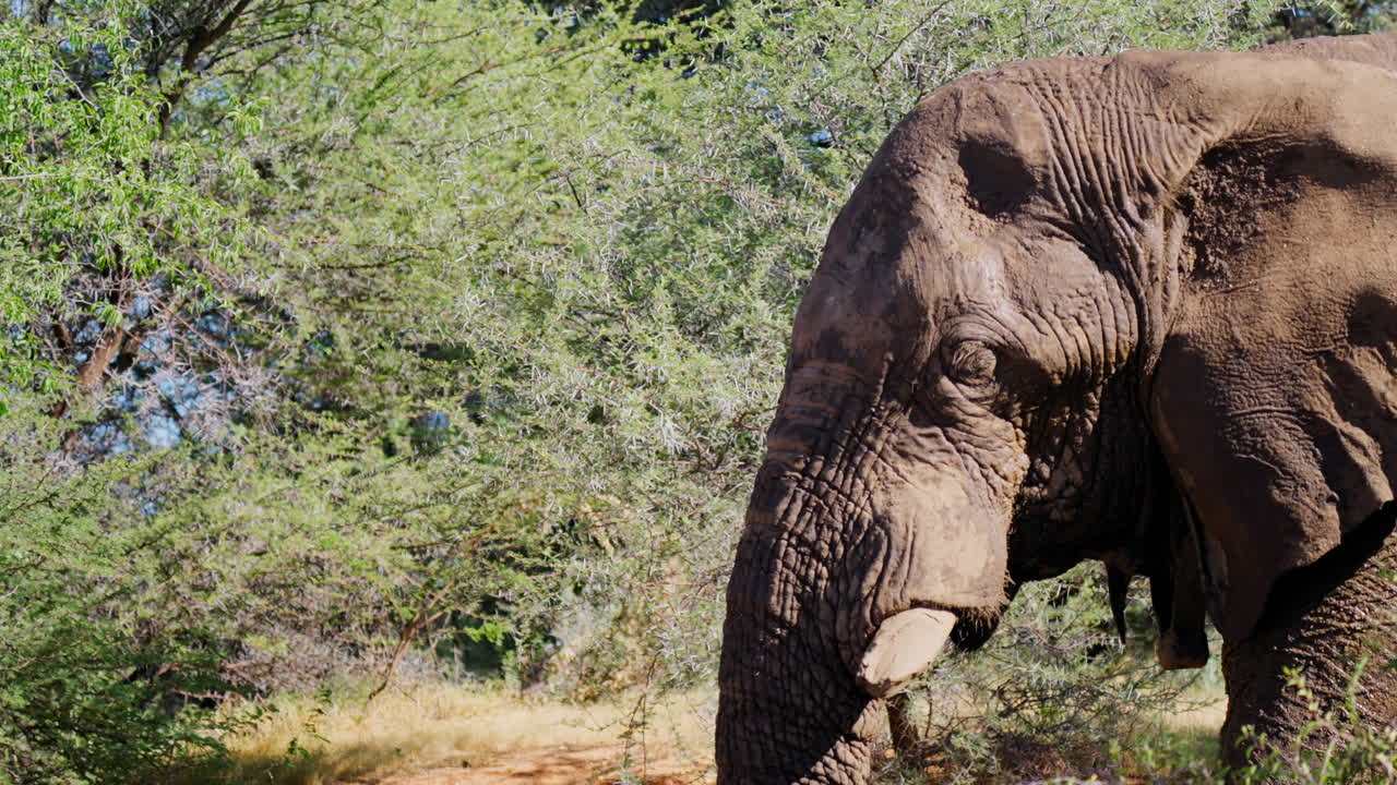 African Elephant in its Natural Habitat