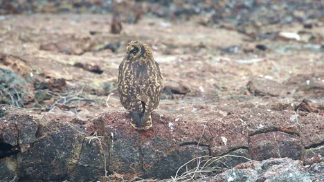 un búho de galápagos gira la cabeza 360 grados en un círculo