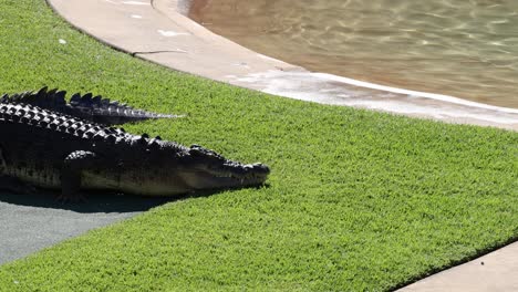 crocodile moves from grass into water