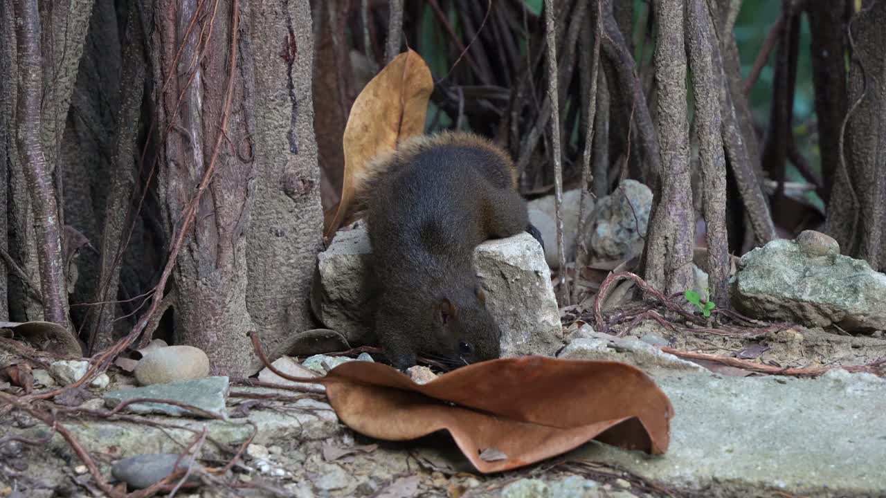 la pequeña ardilla de pallas atrevida avistada alimentándose en el suelo del parque forestal, buscando y recolectando comida, tiro de cerca