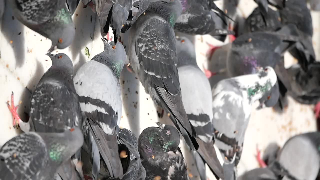 alimentación de las palomas
