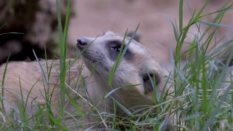 a sleepy meerkat lying on the green grass ground looking up - close up