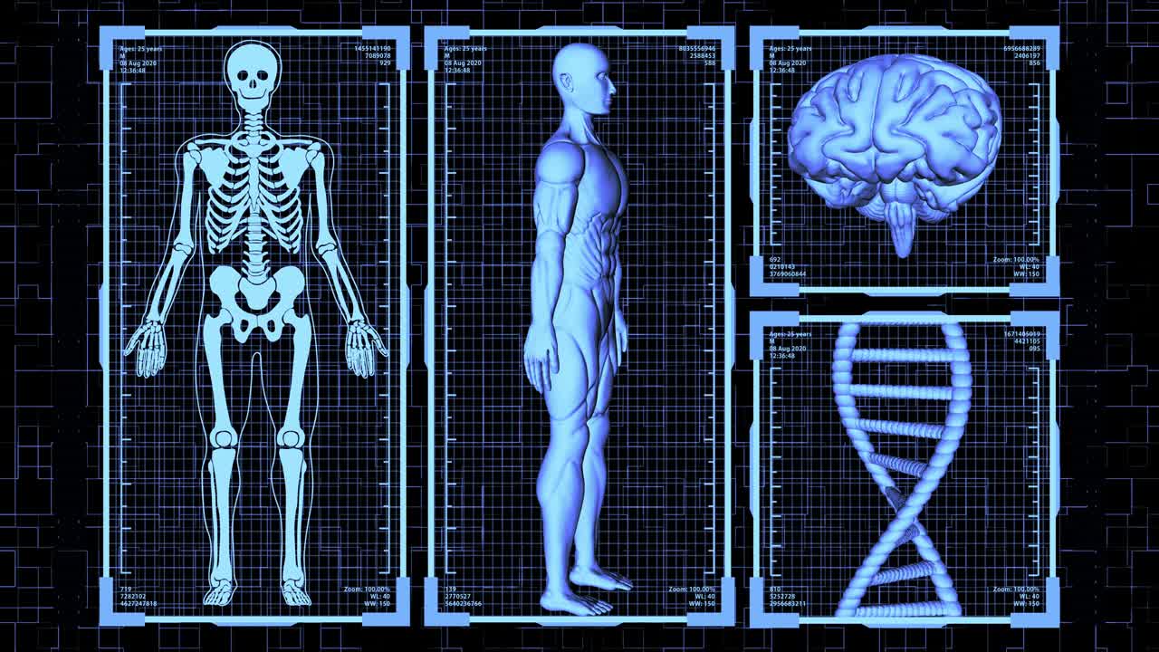 3d rendering hud мускулистый анатомический человек тело, мозг и днк вращающиеся включая скелет в анализе тела концепция фона. бесперебойная петля.