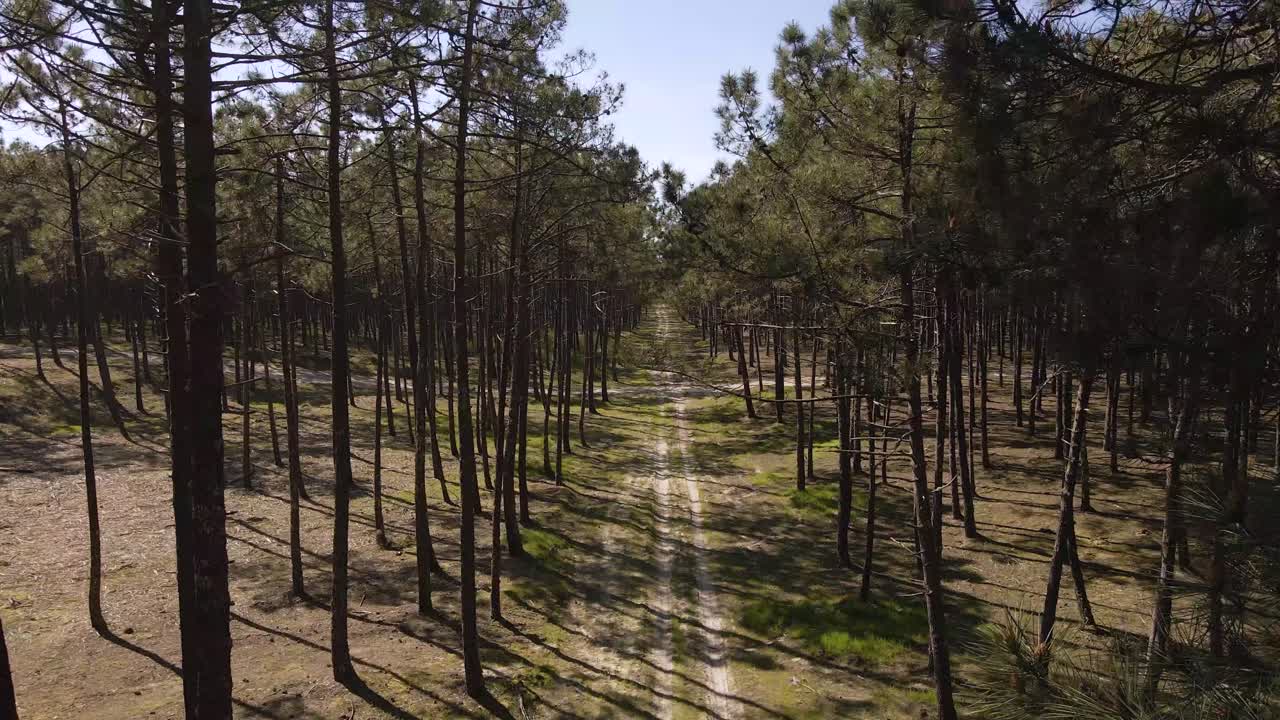 4K drone rising above the pine trees revealing the trees canopy’s and the blue sky