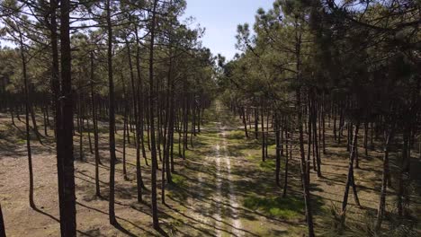 un dron de 4k se eleva sobre los pinos y revela el dosel de los árboles y el cielo azul