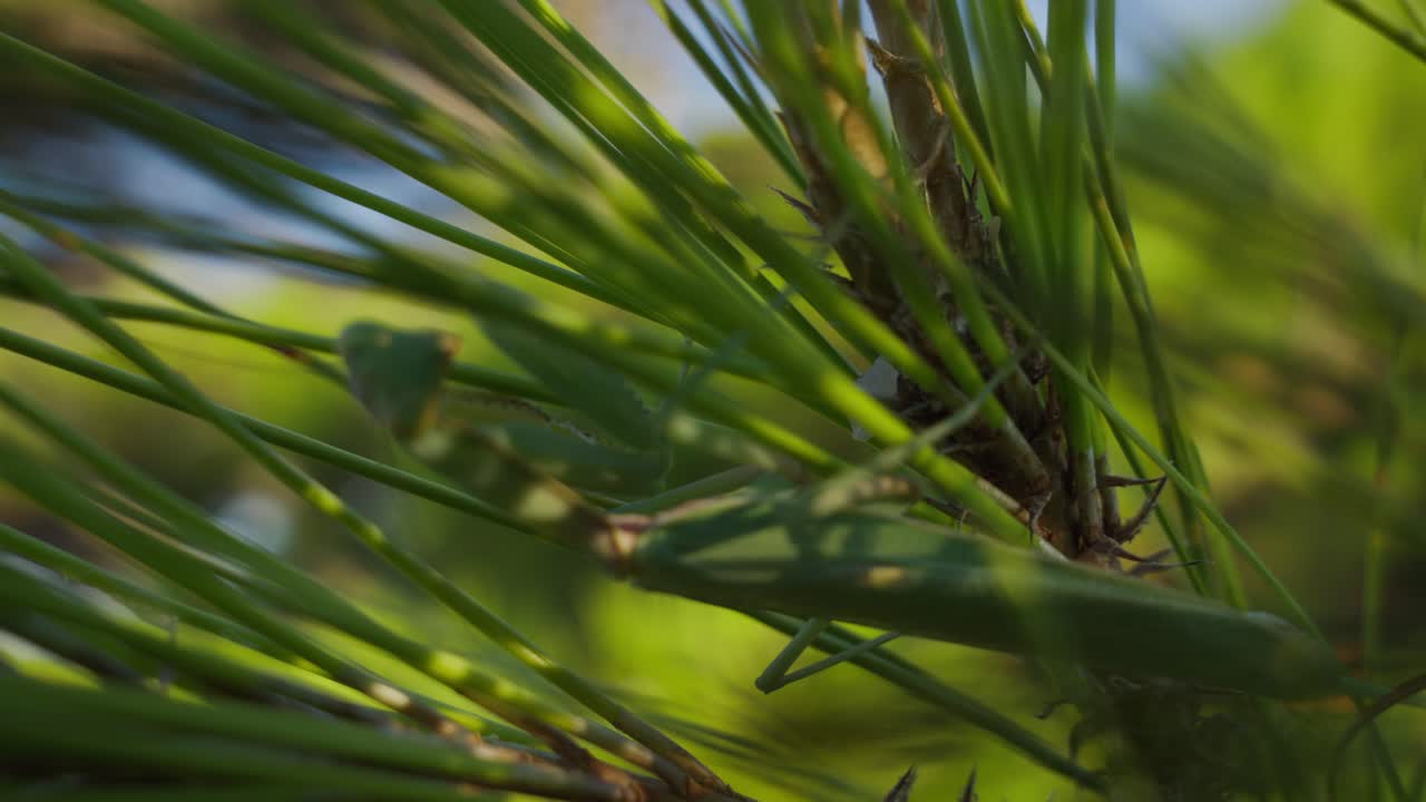 Green Praying Mantis Camouflaged on a Branch