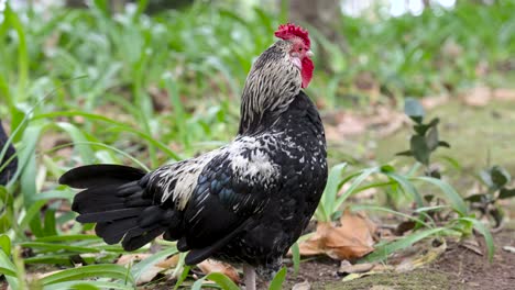 close-up of profile portrait of rooster outdoors among green leaves shaking his feathers