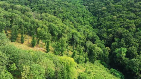 Panorama-Luftdrohnenaufnahme-Des-Grünen-Waldes