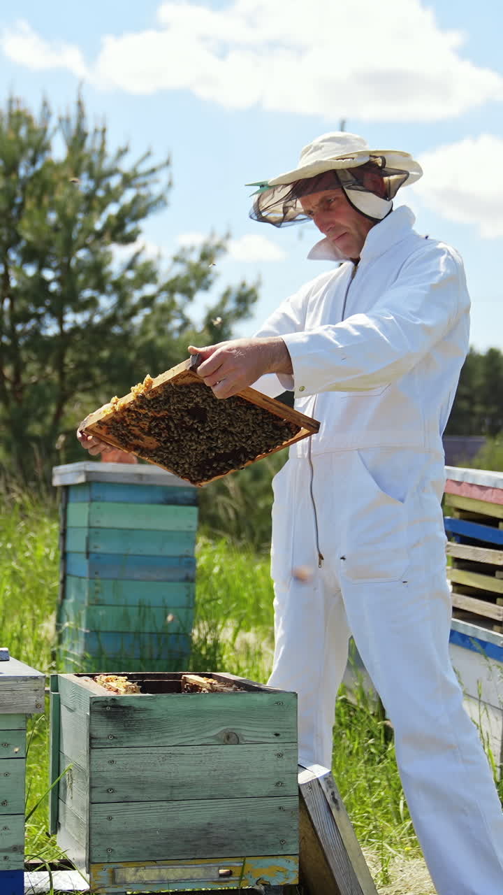 Professional apiarist examining bees on apiary in the meadow. Beekeeper in white suit works near wooden hives among nature in summer. Vertical video