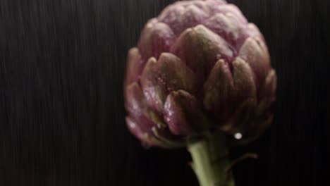 close up shot of artichoke flower edible buds isolated on black background