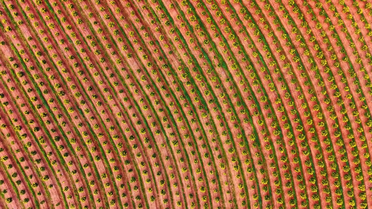Rows of orange trees in Spanish orchard. Citrus trees planted in arcing patterns on red agricultural soil.