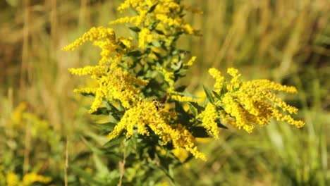 Slow-motion-shot-of-a-bumblebee-taking-off-from-a-yellow-flower-and-flying