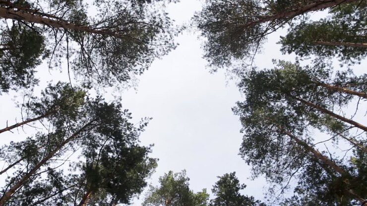 вид на лесной навес