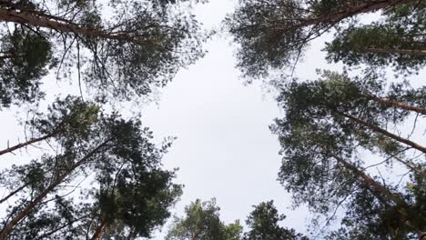 vista del dosel del bosque