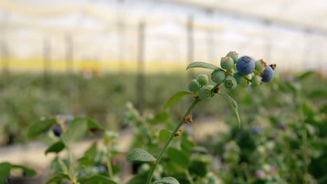 Blaubeerpflanze-In-Einer-Blaubeerfarm-4k