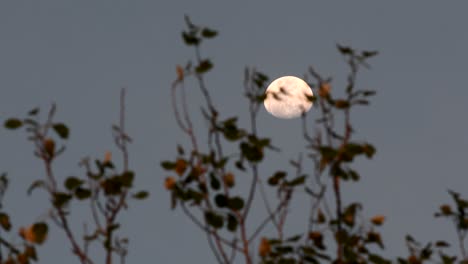 waxing gibbous moon seen through branches of a silver poplar moved by the wind