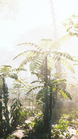 sunlight shining through a dense jungle