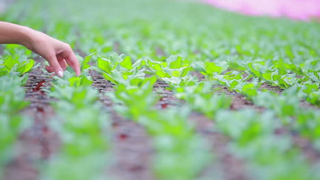 Woman-working-at-the-greenhouse-