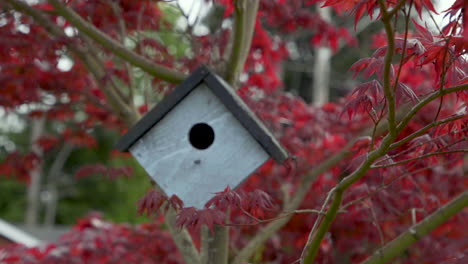 Panning-right-to-left-to-birdhouse-hanging-on-Japanese-Maple-tree-branch-in-the-breeze